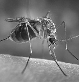 Skutecznie pozbądz się komarów ! Szybkie i skuteczne odkomarzanie !